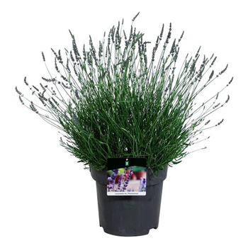 Lavandula intermedia 'Phenomenal' F00008305