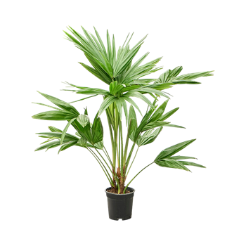 Livistona chinensis 4LICHMS28