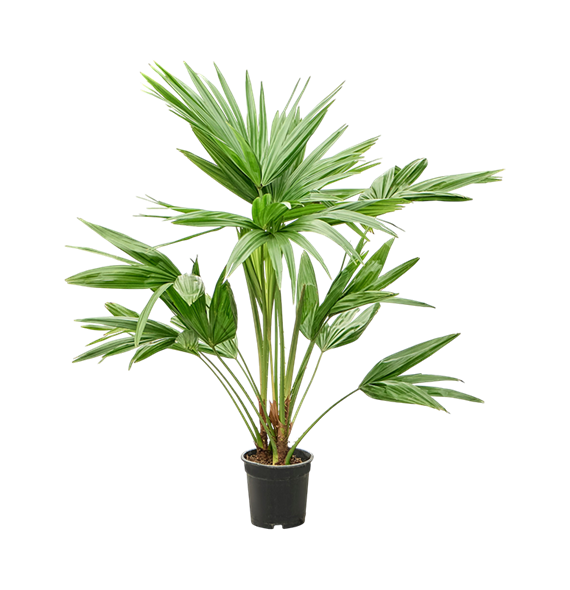 Livistona chinensis 4LICHMS28