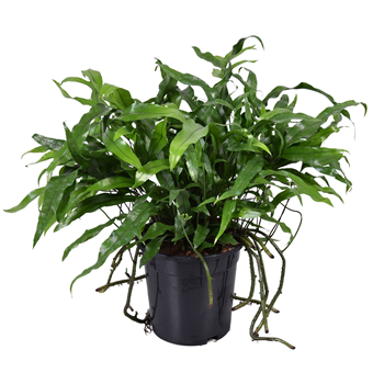 Microsorum diversifolium F00005296