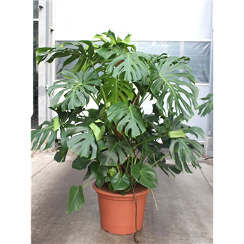 Monstera deliciosa F00010826