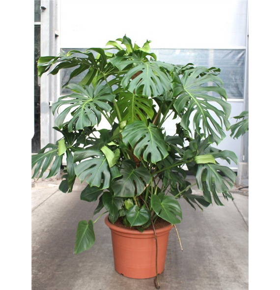 Monstera deliciosa F00010826