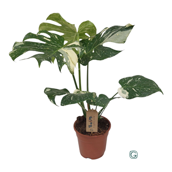 Monstera deliciosa 'Thai Constellation' F00011117