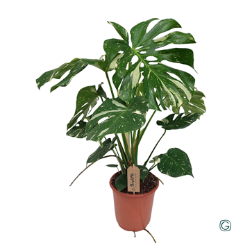 Monstera deliciosa 'Thai Constellation' F00011116