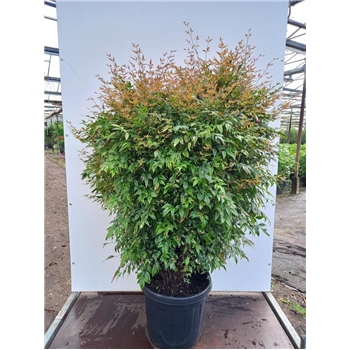 Nandina domestica 'Gulf Stream' F00010983