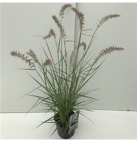 Pennisetum 'Karley Rose' F00003998