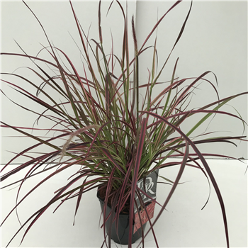 Pennisetum advena 'Fireworks' F00005345