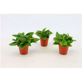 Peperomia 'Pixie' F00000417