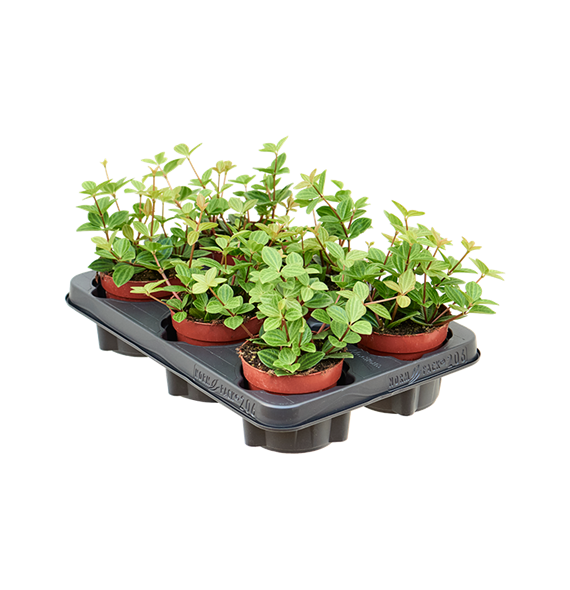 Peperomia angulata 'Rocca Vivace' 8/tray 4PERVBP10