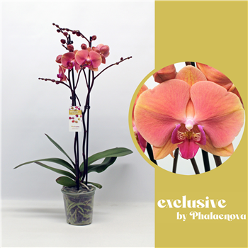 Orhideja Phalaenopsis 'Menton' F00011130