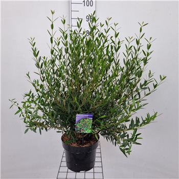 Phillyrea angustifolia 'Green Up' F00010216