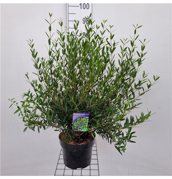 Phillyrea angustifolia 'Green Up' F00010216