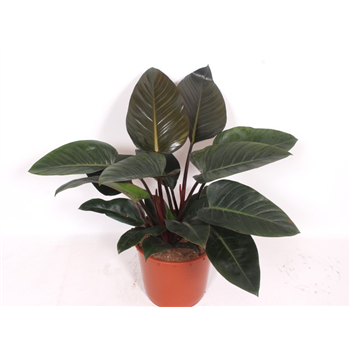 Philodendron 'Congo Red' F00010829