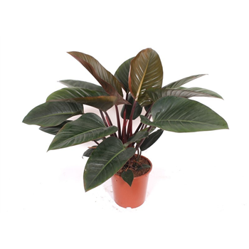 Philodendron 'Congo Red' F00010828