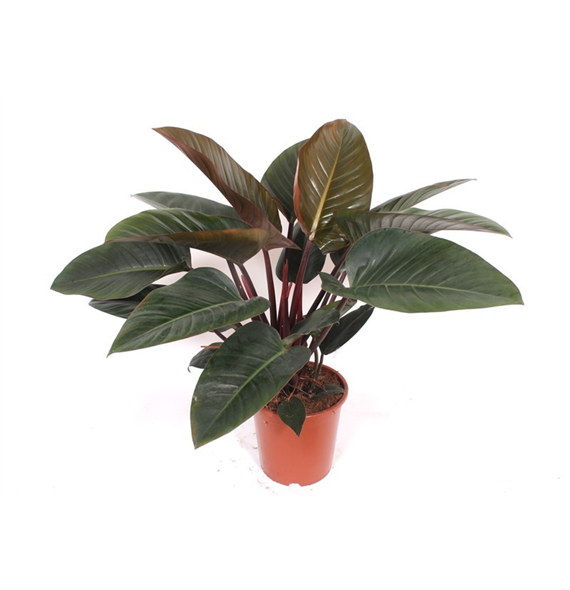 Philodendron 'Congo Red' F00010828