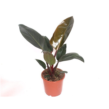 Philodendron 'Congo Red' F00010827