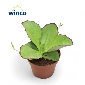 Kalanhoja tomentosa Synsepalaoverig pp 20cm 13cm Q2640