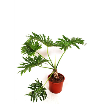 Philodendron bipinnatifidum 'Cum Laude' F00010830