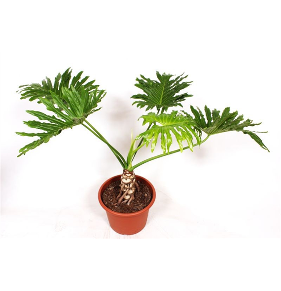 Philodendron bipinnatifidum 'Cum Laude' F00010831