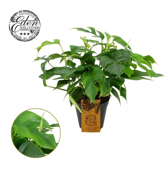 Monstera Minima 15cm 1 pp 40cm 15cm Q2884