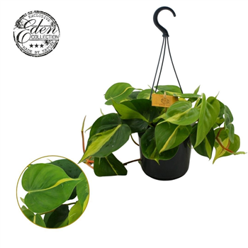 Philodendron scandens 'Brasil' F00009423