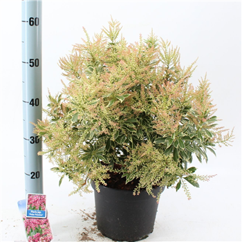Pieris japonica 'Polar Passion' F00010228