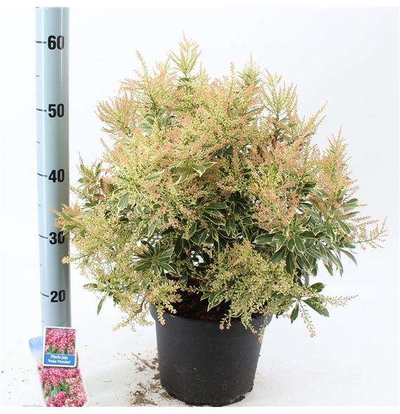 Pieris japonica 'Polar Passion' F00010228