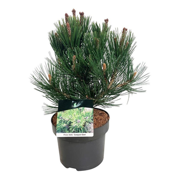 Bor(Pinus) heldreichii 'Compact Gem' F00005540
