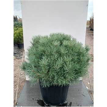 Bor(Pinus) sylvestris 'Watereri' F00011006