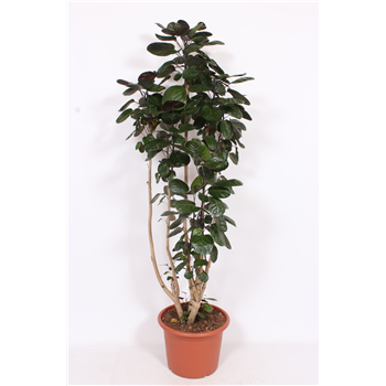 Polyscias 'Fabian' F00010835