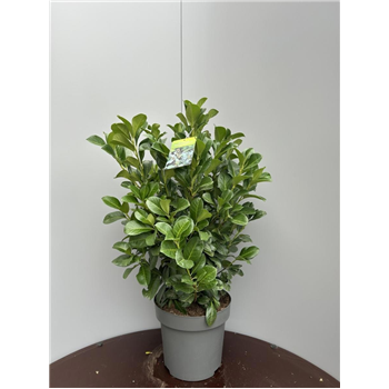 Prunus laurocerasus 'Etna' F00009319