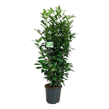 Prunus laurocerasus 'Genolia' F00008946