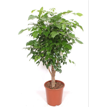 Radermachera hainanensis F00010836