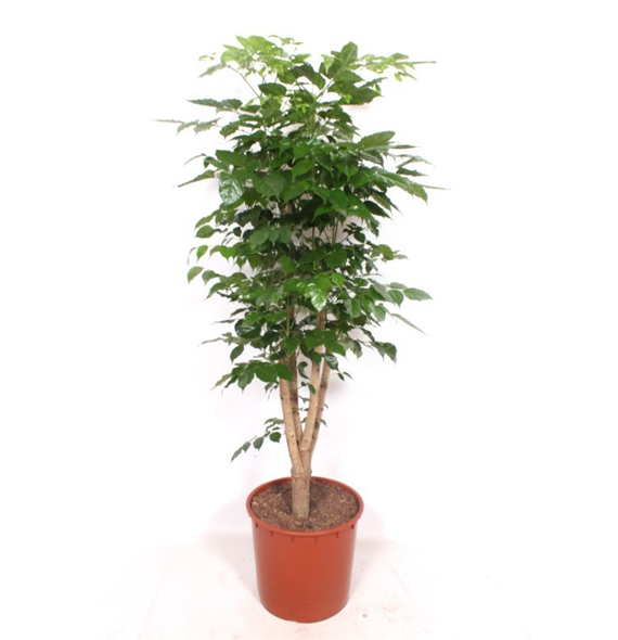 Radermachera hainanensis F00010838