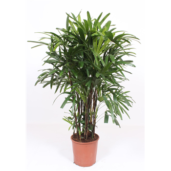 Rhapis excelsa F00010839