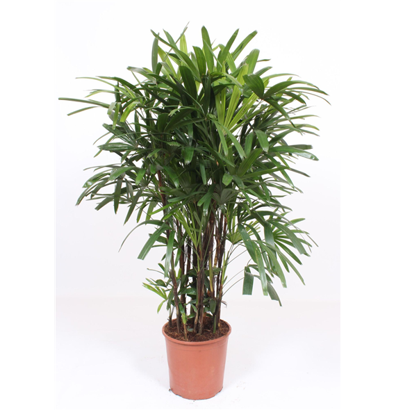 Rhapis excelsa F00010839