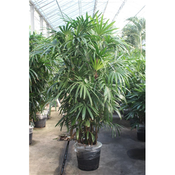 Rhapis excelsa F00010841