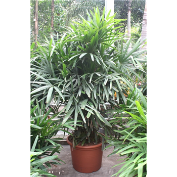 Rhapis excelsa F00010843