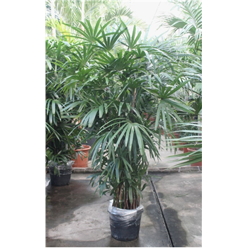 Rhapis excelsa F00010842