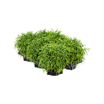 Rhipsalis baccifera 'Oasis' 6/tray 4RHIBBP20