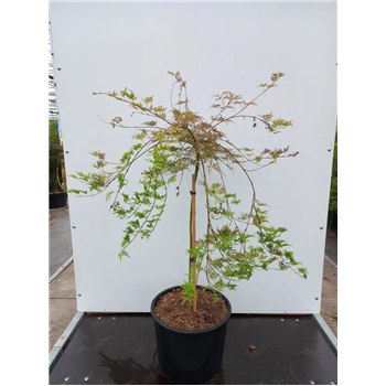 Javor palmatum 'Emerald Lace' F00010945