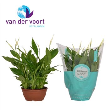 Spatifil chopin 10+ - sleeve 35cm 17cm Q4356