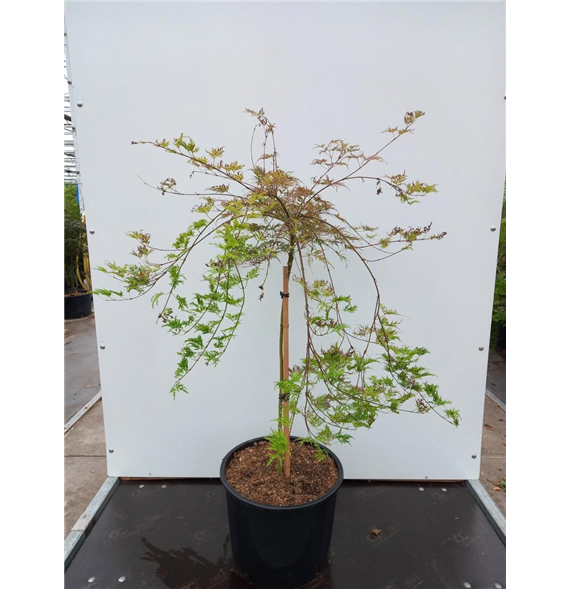Javor palmatum 'Emerald Lace' F00010945