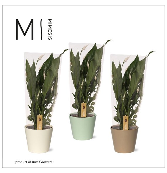 Spatifil sweet benito 5+ - In Amanda ceramic 55cm 13cm Q4379