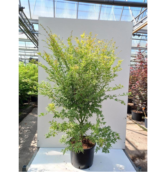 Javor palmatum 'Metamorphosa' F00010944