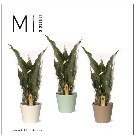 Spatifil sweet chico 5+ - In Amanda ceramic 55cm 13cm Q4382