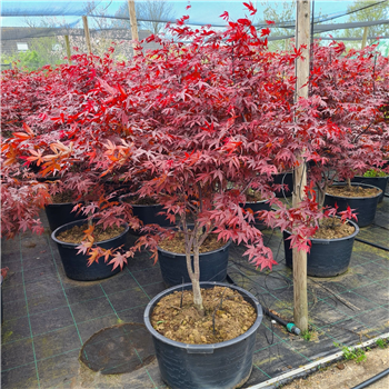 Javor palmatum 'Red Emperor' F00010902