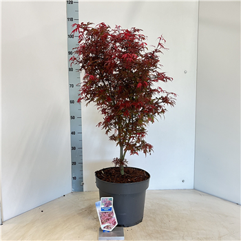 Javor palmatum 'Shaina' F00005734