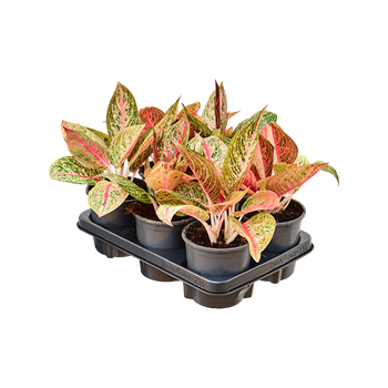 Aglaonema 'Night Sparkle' 6/tray 4AGNSBP13