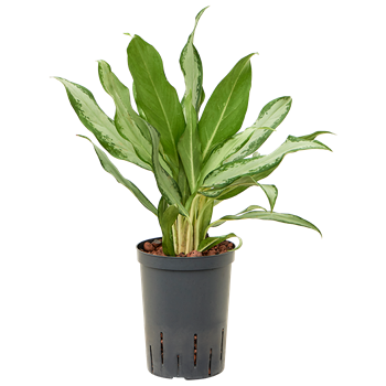 Aglaonema commutatum 'Silver lance' 1AGSLBP10